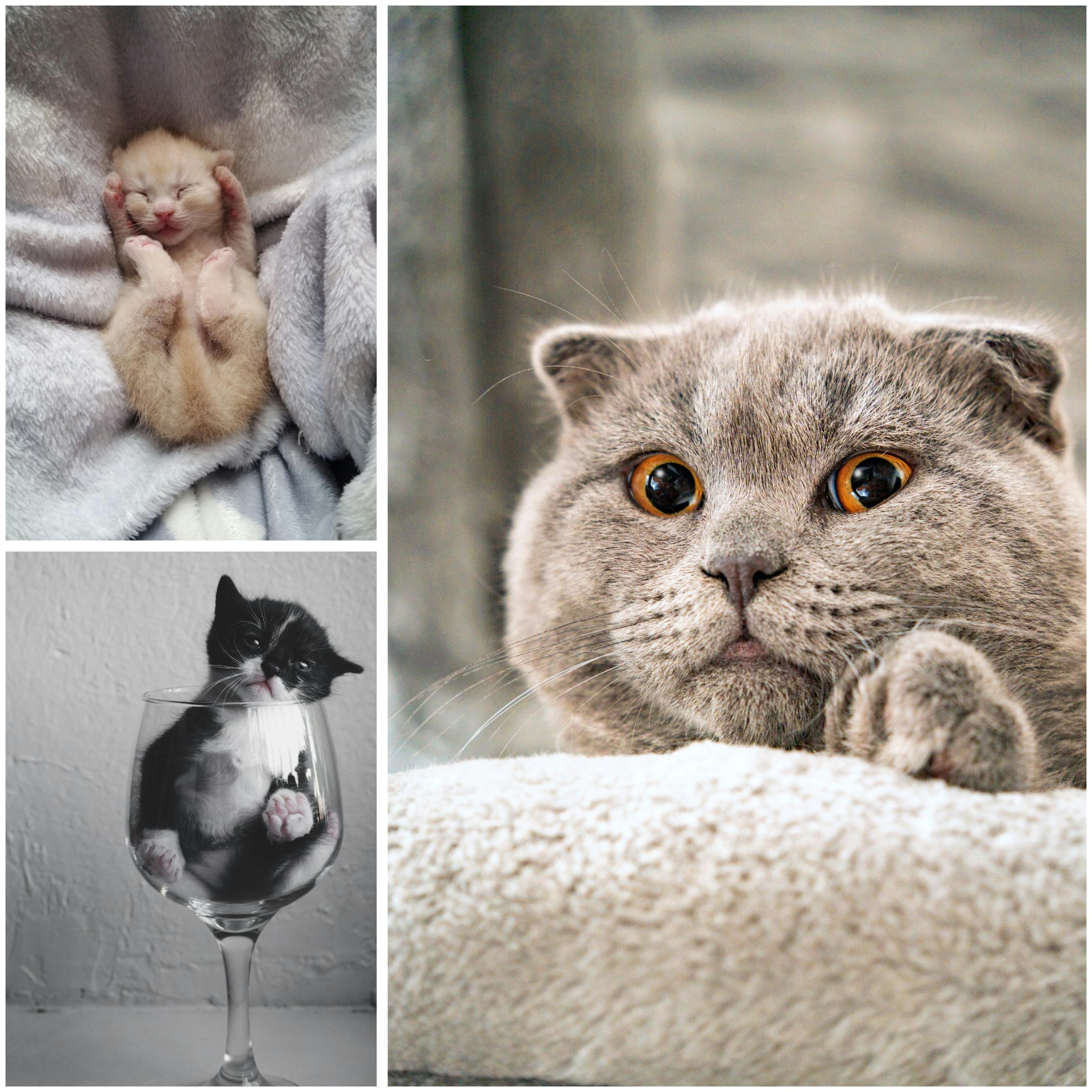 ''Story Of Your Pet''