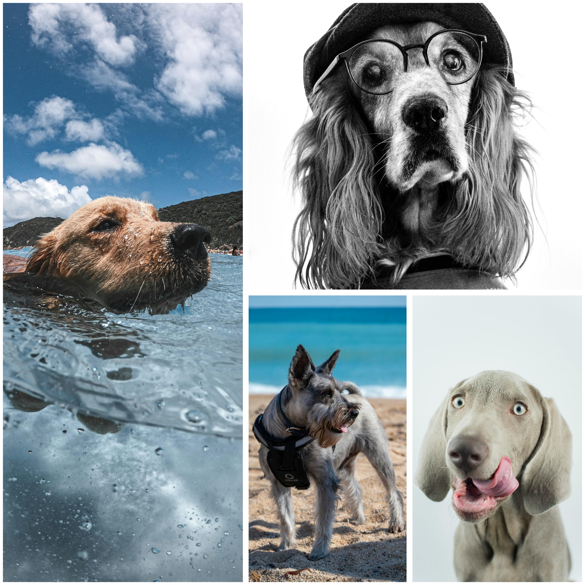 ''Quick Pet Portrait''